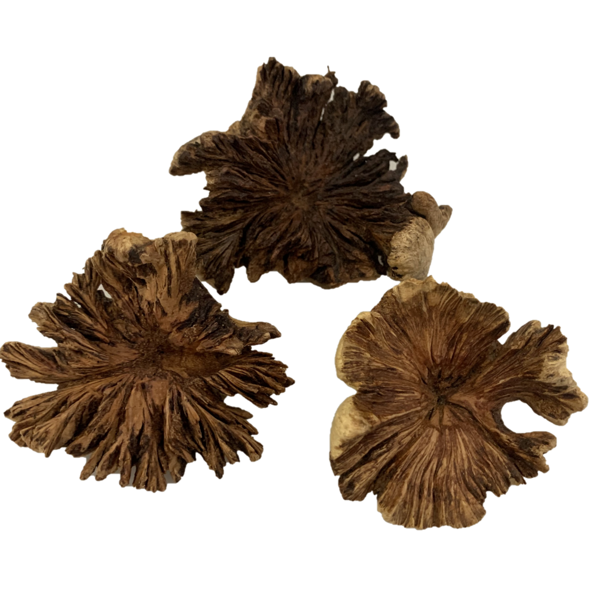 Wood Rose Medium/3Pc