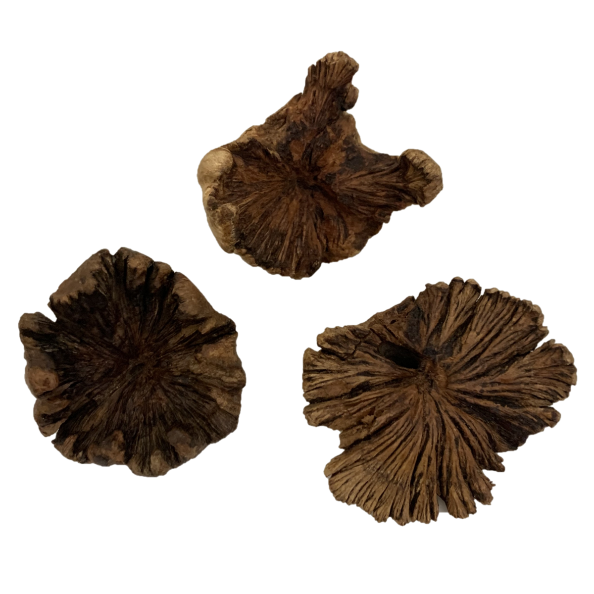 Wood Rose Small / 3Pc