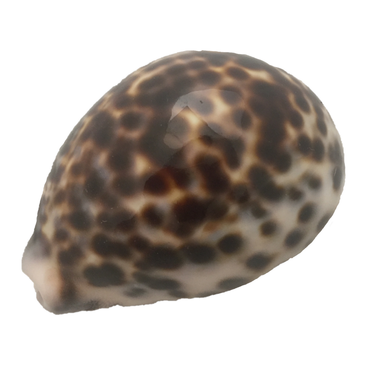 Kowok Shell/5Pc
