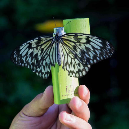 Saudade - Amazonia Eau De Parfum